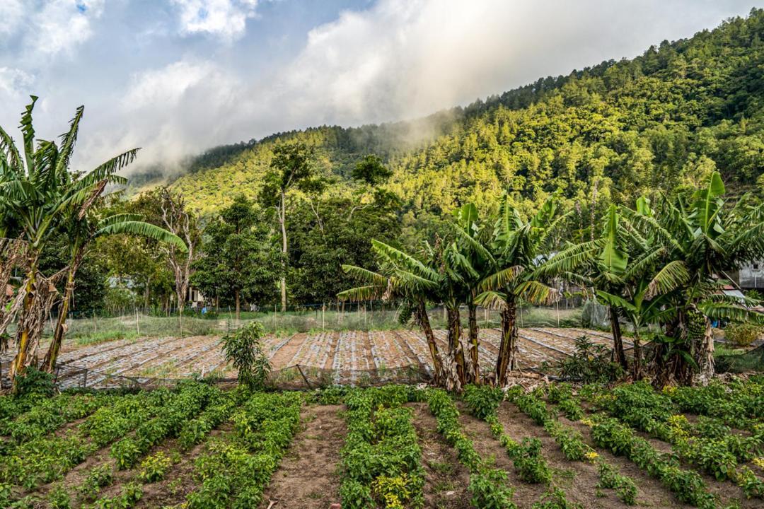 Pondok Manoka Kintamani Exteriér fotografie